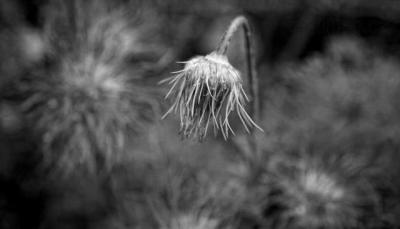 _MG_1627BW.jpg