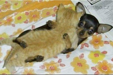 gog_and_cat.jpg