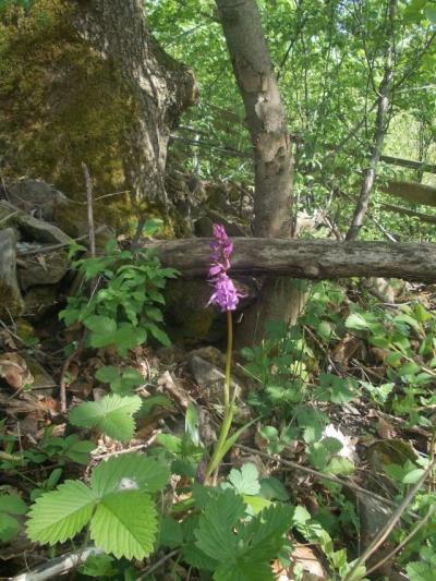 vstavač mužský - orchidej