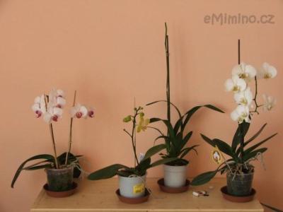 Orchidej