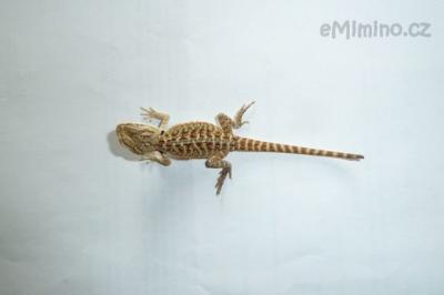 agamka3.JPG