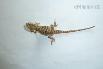 agamka6.JPG