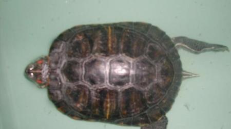 Naše ZOO