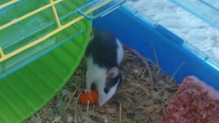 Fred