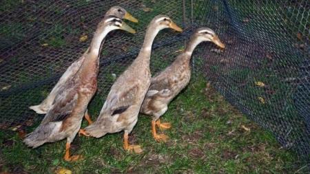 Kachny, utopence nebo smrčky: Tohle byste v Bazaru nečekali