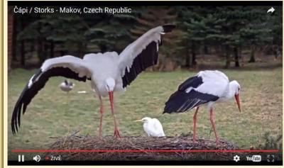 čápi2.jpg