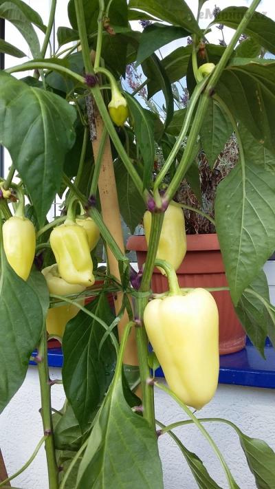 20160716_101856.jpg