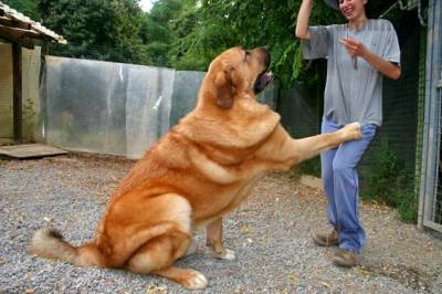 spanishmastiff_ugo05.jpg