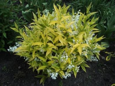 Deutzia 'Variegata'.jpg