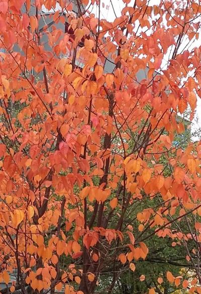 20161024_111937 (2).jpg