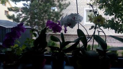 IMG_20170606_152115.jpg