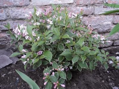 Weigela variegata.jpg