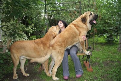 spain_mastiff4_.jpg