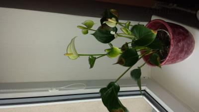 20180101_103616.jpg