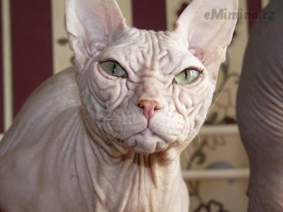 sphynx-ivan-pyrel-067.jpg