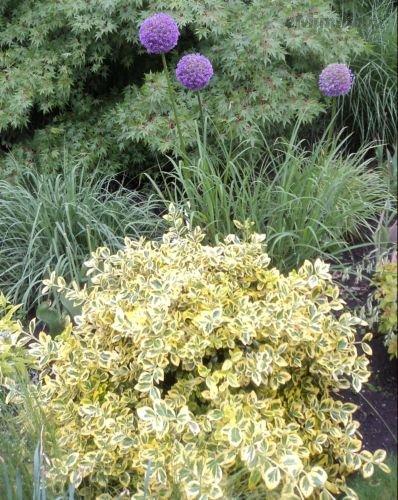 Euonymus Emerald'n Gold.jpg