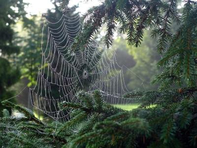 cobweb_network_spider_dew_dewdrop_morning_dew_morgentau_beaded-624782.jpg