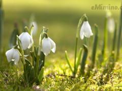 spring-pictures-background-1.jpg