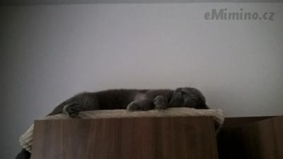 kitty.jpg