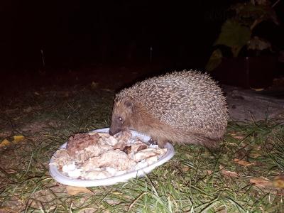 20181017_201224.jpg