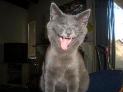 17-35-48-Laughing+cat+_48c246_16296.jpg