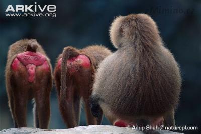 Hamadryas-baboon-females-presenting-red-behinds-to-male.jpg