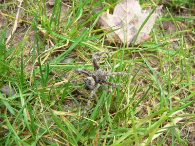 Spider.jpg