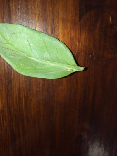 IMG_20180611_172246.jpg