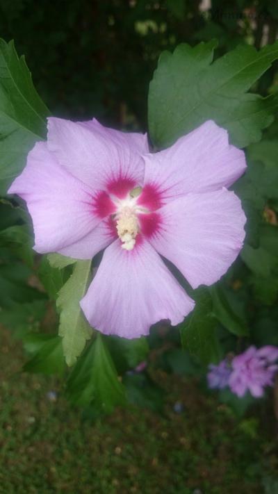 DSC_0648.JPG