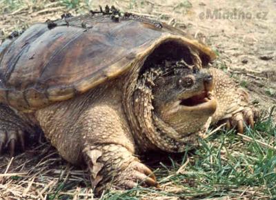 SNAPPER.JPG