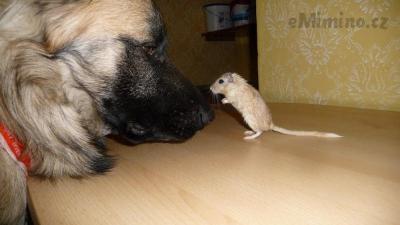 Alfa vs Nealfa
