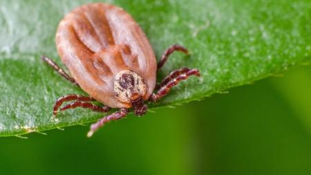 Nová poradna: Zeptejte se na klíšťovku