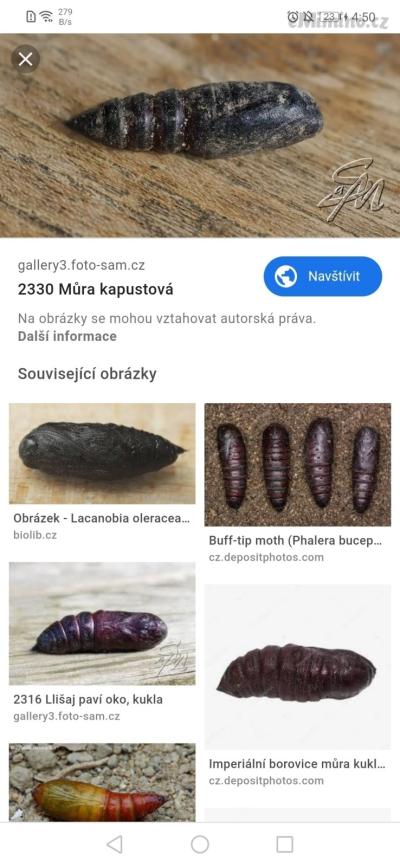 Screenshot_20191120_045056_com.android.chrome.jpg