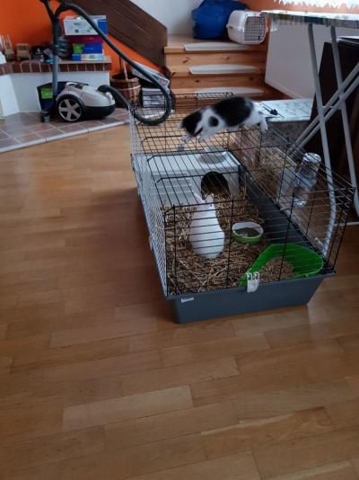 králík a kočka.jpg