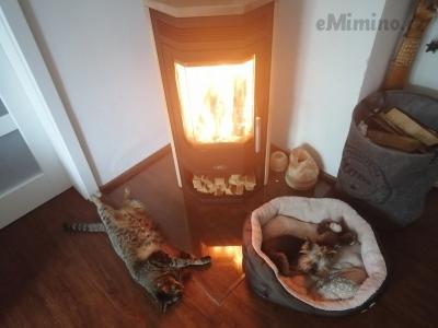 kočka pečená.jpg