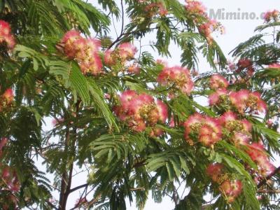 AlbizziaJulibrissin3.jpg