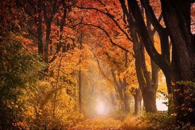 podzim-tree-3110117_1920.jpg