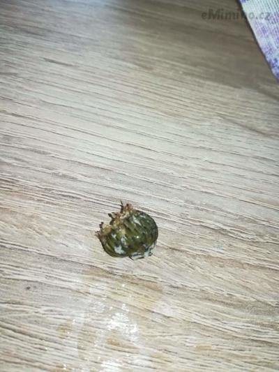 received_836418190200284.jpeg