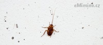 Tiny-roaches.png