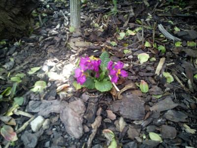 IMG_20200313_122116.jpg