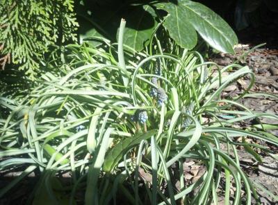 IMG_20200313_122546_569.JPG