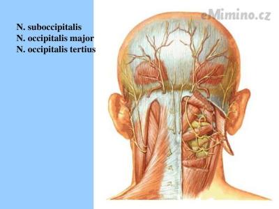 N.+suboccipitalis+N.+occipitalis+major+N.+occipitalis+tertius.jpg