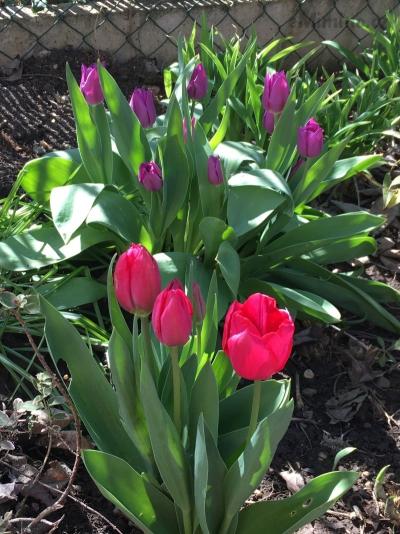 Miluji tulipány