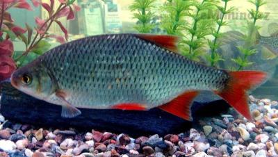 1200px-Scardinius_erythrophthalmus_in_aquarium.jpeg