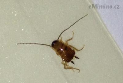 Baby-Cockroach.jpg