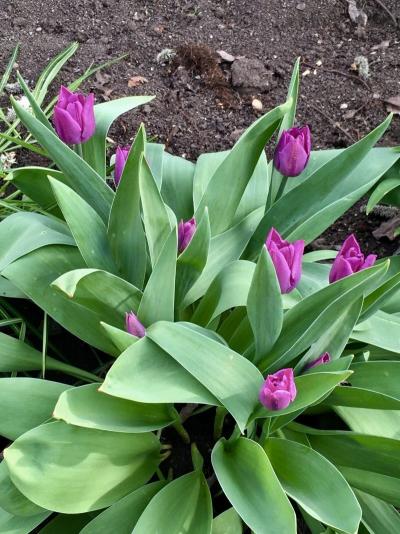Fialové tulipánky