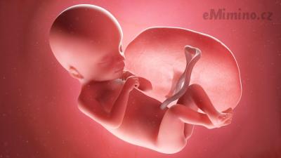 Těhotenství týden po týdnu, 18. týden, vývoj miminka
