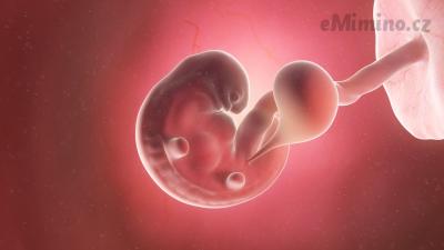 Těhotenství týden po týdnu, 6. týden, vývoj miminka
