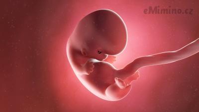 Animace embrya v 8. týdnu těhotenství