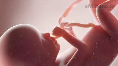 Těhotenství týden po týdnu, 20. týden, vývoj miminka